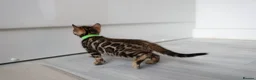 Bengal cats for sale: Beautiful Bengal Kittens For Sale  - Advert 13