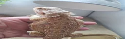 Bearded Dragon reptiles for sale: bearded dragons - Advert 12