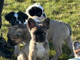 French Bulldog dogs **ReDuCEd** Fluffy frenchie puppy **Ready Now** - Advert 10