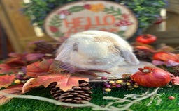 Mini Lop rabbits for sale: ⭐ VACCINATED ADULT PUREBRED MINI LOP RABBITS ⭐  - Advert 4