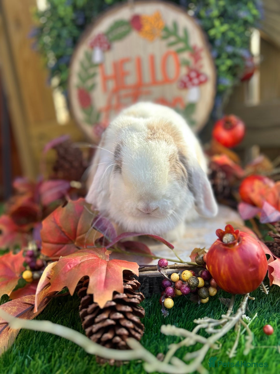 Mini Lop rabbits for sale: ⭐ VACCINATED ADULT PUREBRED MINI LOP RABBITS ⭐  - Advert 4