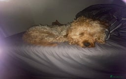 Cavapoo dogs for sale: Cavapoo - Image 10