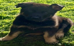 German Shepherd dogs for sale: TOP CHAMPION LINE GERMAN SHEPHERD PUPPIES FOR SALE - Advert 10