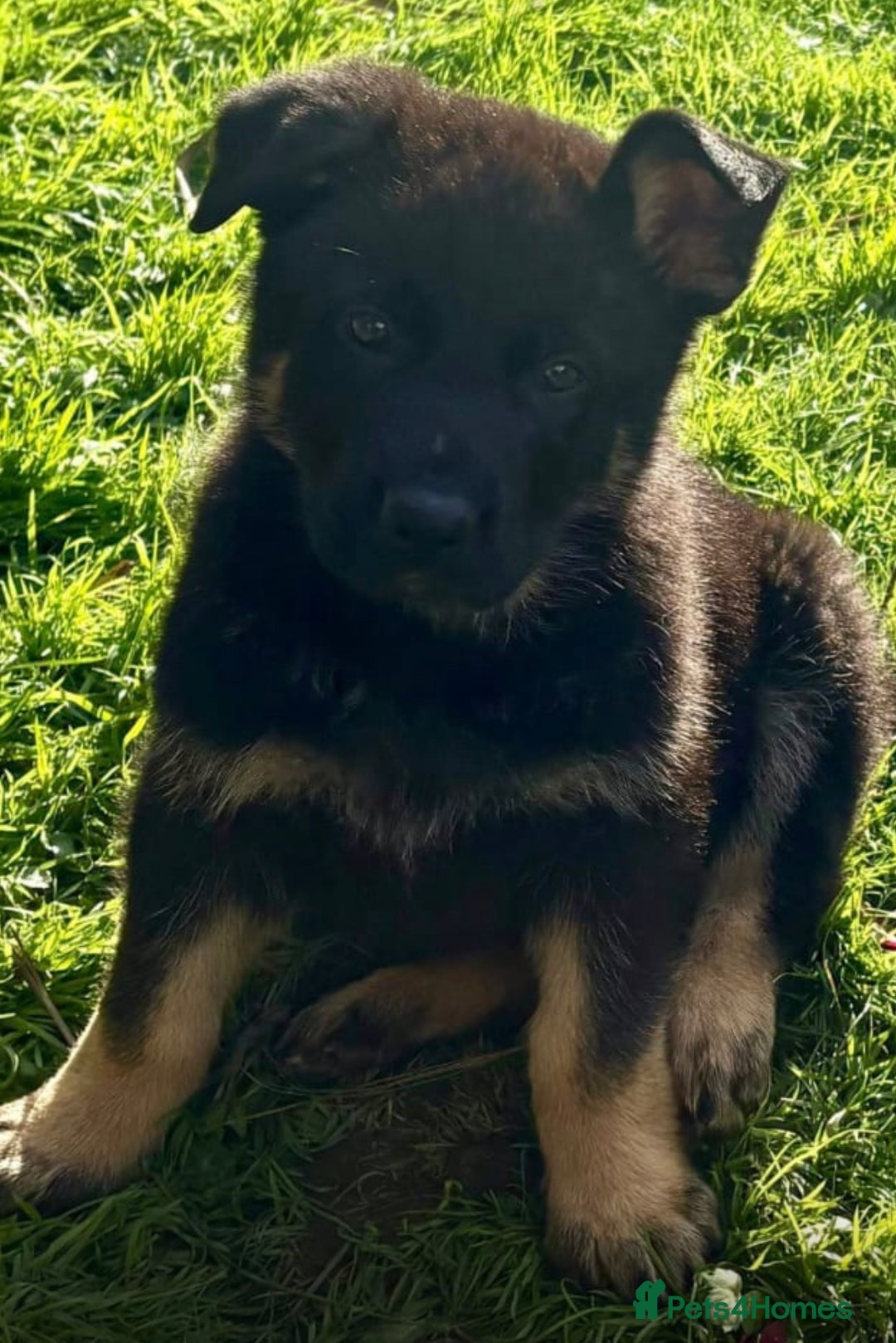 German Shepherd dogs for sale: TOP CHAMPION LINE GERMAN SHEPHERD PUPPIES FOR SALE - Advert 10