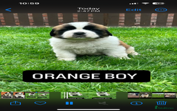 Saint Bernard dogs for sale: Stunning kc Saint Bernard puppies  - Image 17
