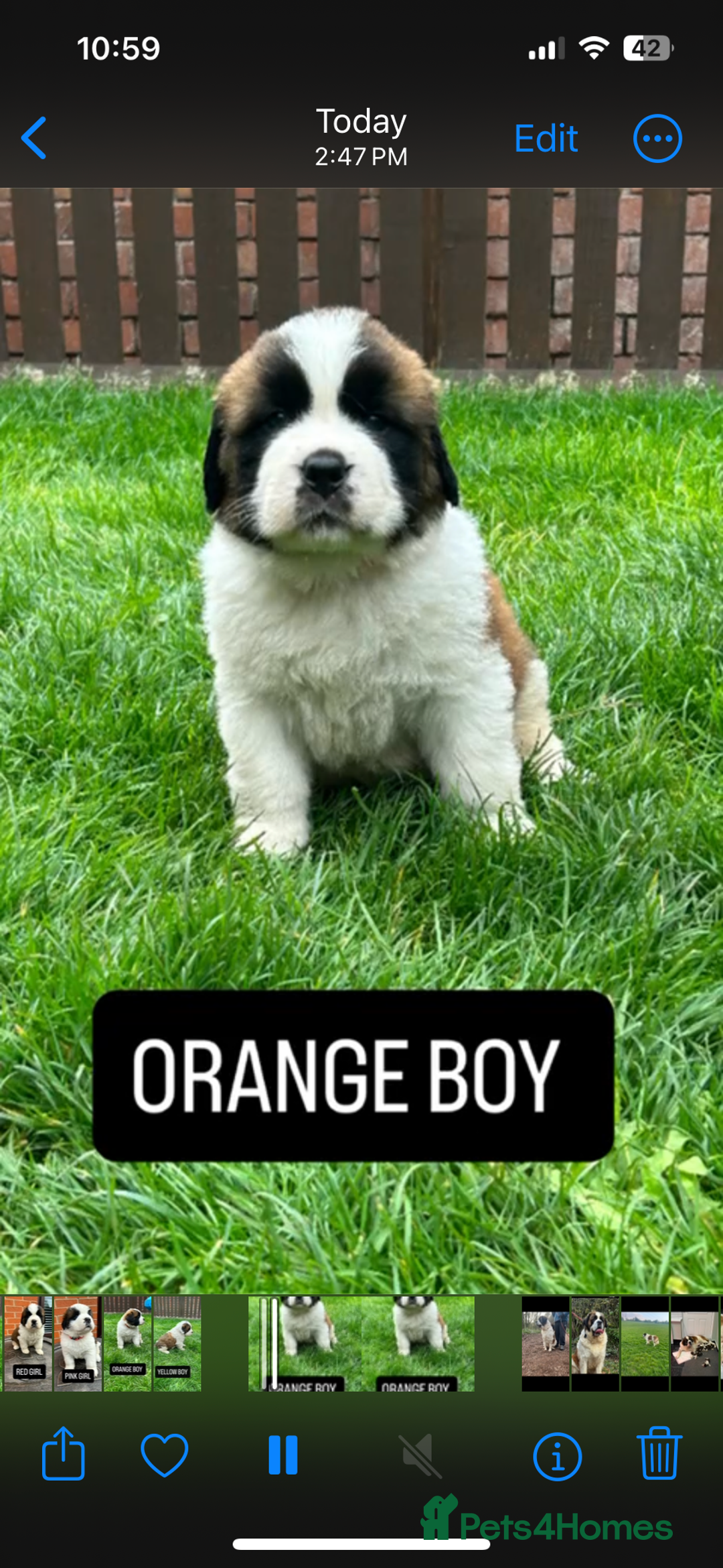 Saint Bernard dogs for sale: Stunning kc Saint Bernard puppies  - Image 17