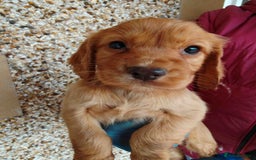 Cocker Spaniel dogs for sale: Gorgeous working cocker spaniel pups - Image 5