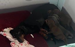 Miniature Dachshund dogs for sale: mini dachshund puppys❗️LAST BOY❗️ - Image 11