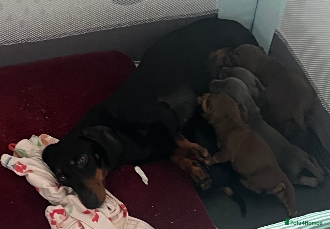 Miniature Dachshund dogs for sale: mini dachshund puppys❗️LAST BOY❗️ - Image 11
