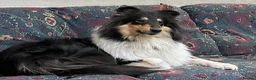 Rough Collie dogs for sale: Clear Non-carriers DM-CEA-MDR1-PRA. 0% inbreeding. - Advert 36