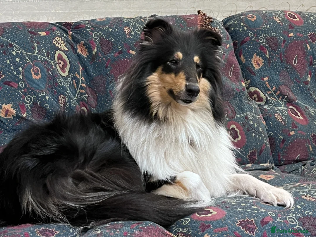Rough Collie dogs for sale: Clear Non-carriers DM-CEA-MDR1-PRA. 0% inbreeding. - Advert 36