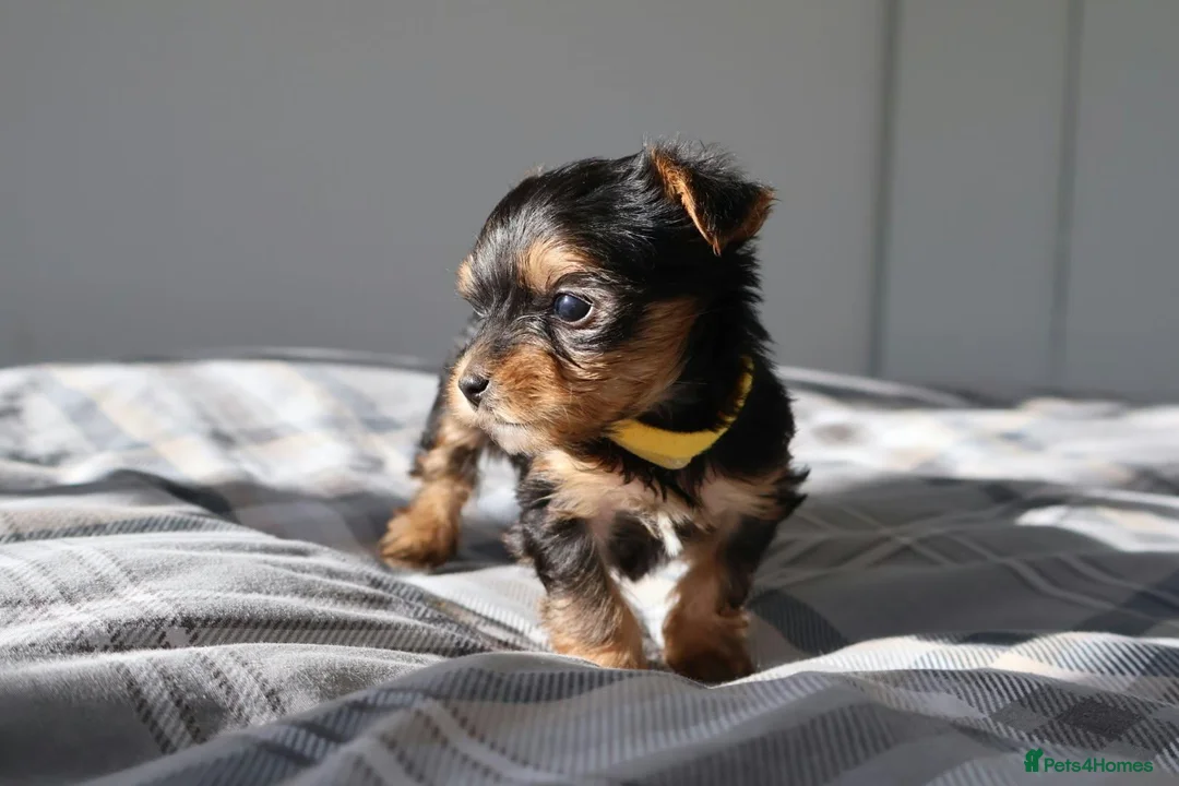 Yorkshire Terrier dogs for sale: Adorable Yorkshire Terrier Puppies 5 11.11.2026 - Advert 2
