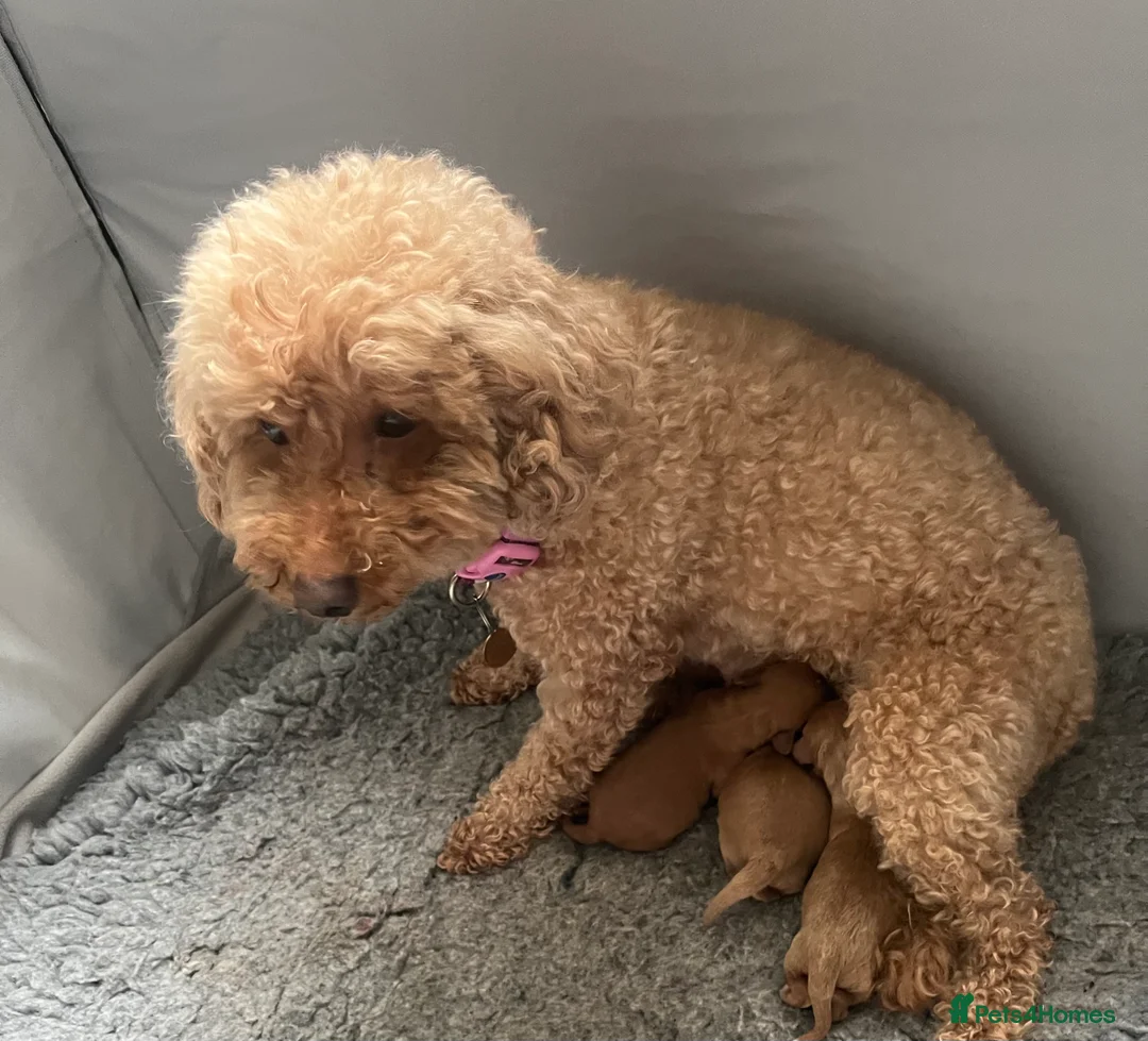 Cavapoo dogs for sale: 🌟Stunning Teddy Bear Cavapoo-Full HealthCheck- 🌟 in Warrington - Advert 1