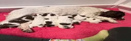 English Springer Spaniel dogs for sale: KC SPRINGER SPANIEL PUPS - Advert 1