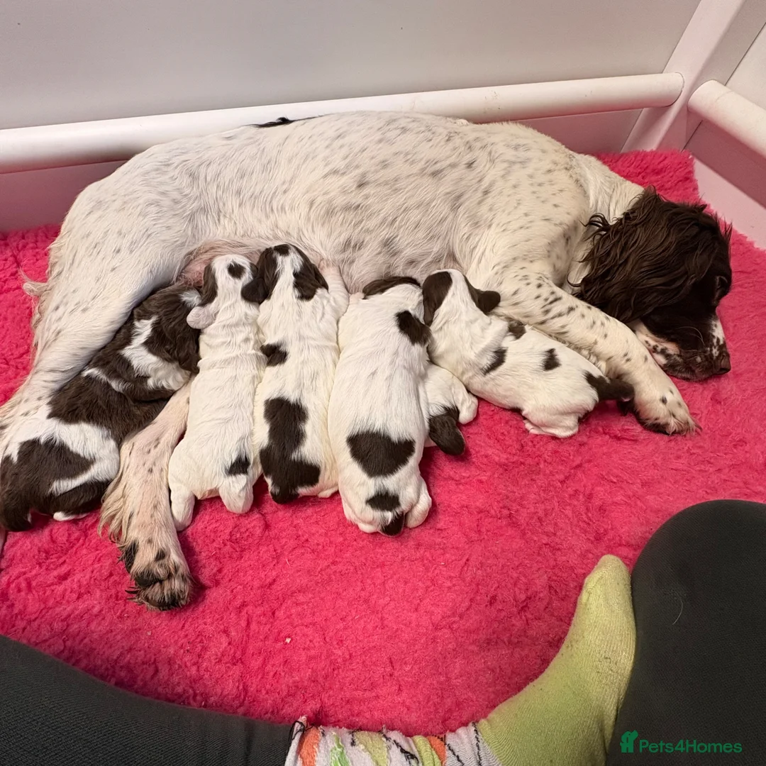 English Springer Spaniel dogs for sale: KC SPRINGER SPANIEL PUPS - Advert 1