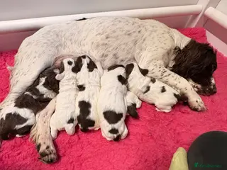 English Springer Spaniel dogs KC SPRINGER SPANIEL PUPS - Advert 7