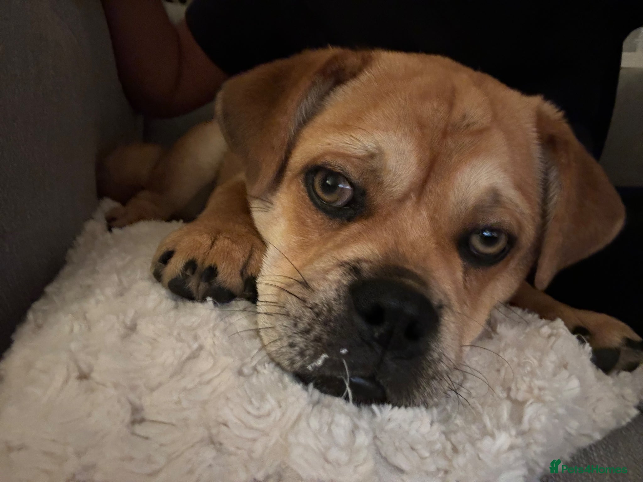 Mixed Breed dogs Simba  - Advert 2