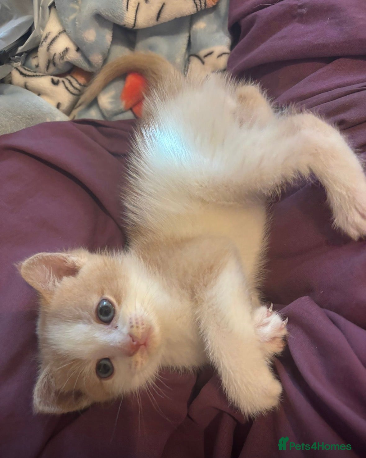 British Shorthair Kitten 1