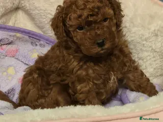 Mixed Breed dogs TOY X MINIATURE POODLE PUPPY-RED - Advert 2