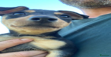 Mixed Breed dogs - Advert 3