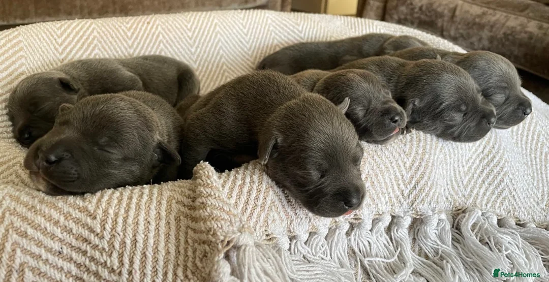 Staffordshire Bull Terrier dogs for stud: (ROCKY) rezevoire prince amond  - Advert 15