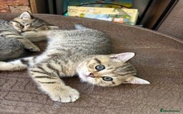 British Shorthair cats for sale: 💎Rare Silver & Spotted BSH Kittens ns 12 & n 24🐾 - Image 16