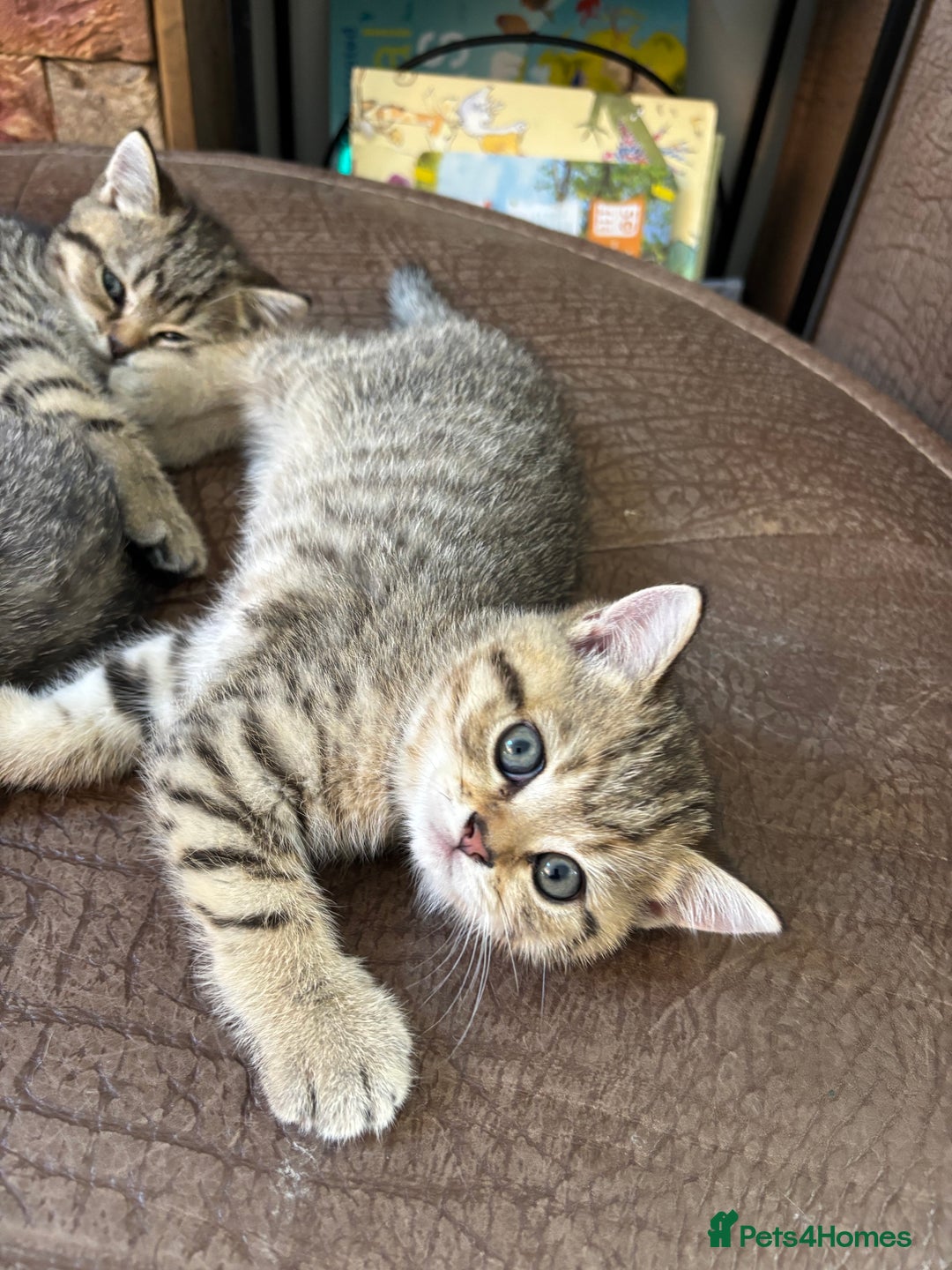 British Shorthair cats for sale: 💎Rare Silver & Spotted BSH Kittens ns 12 & n 24🐾 - Image 16
