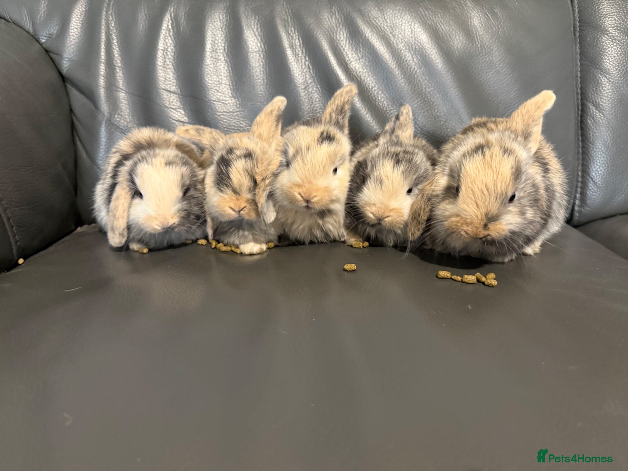 Mini Lop rabbits Beautiful Purebred Mini Lop Baby Rabbits - Advert 5