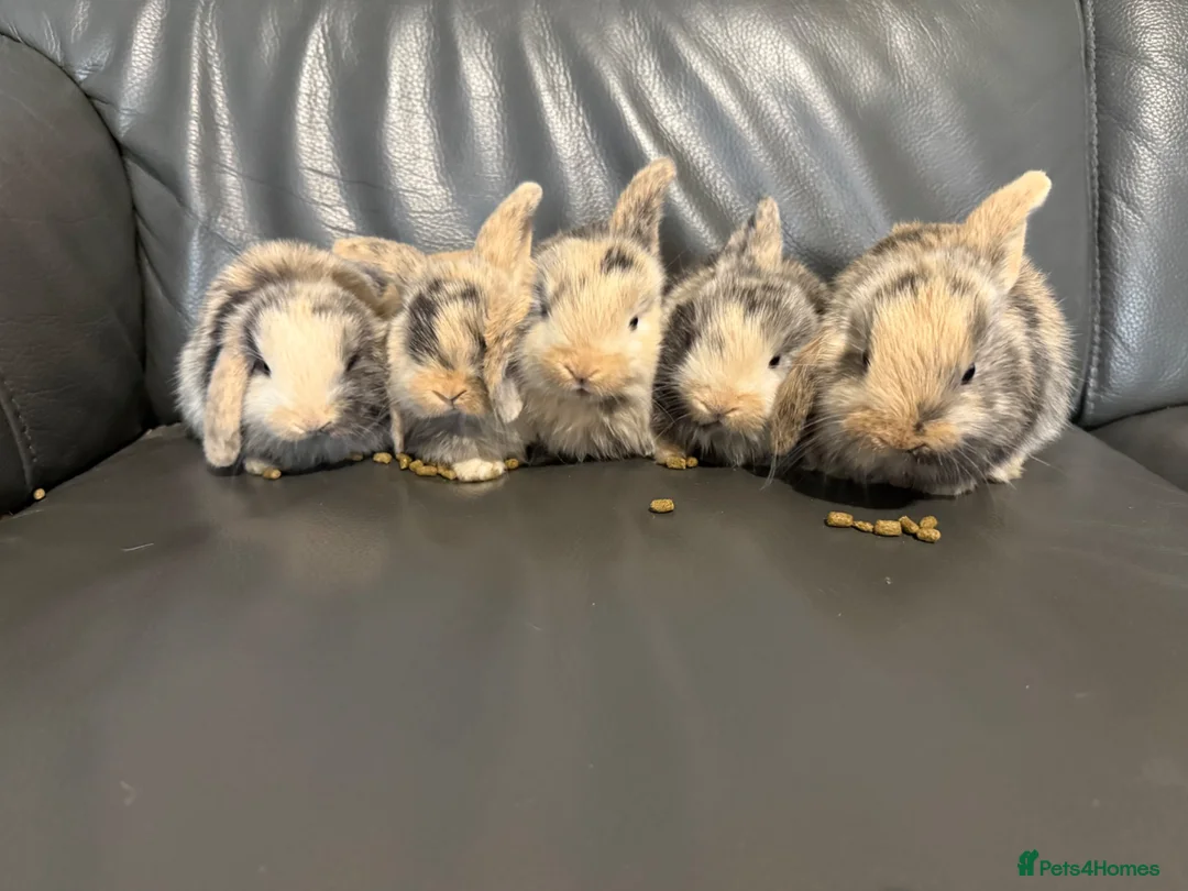 Mini Lop rabbits for sale: Beautiful Purebred Mini Lop Baby Rabbits - Advert 1