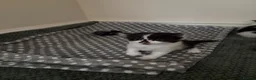 Mixed Breed cats for sale: Gorgeous long haired kittens  in Newton Abbot - Advert 14