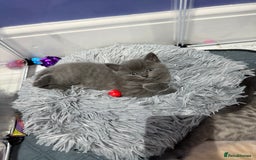 Ragdoll cats for sale: Ragdoll x main coon x British shorthair mix  - Image 27