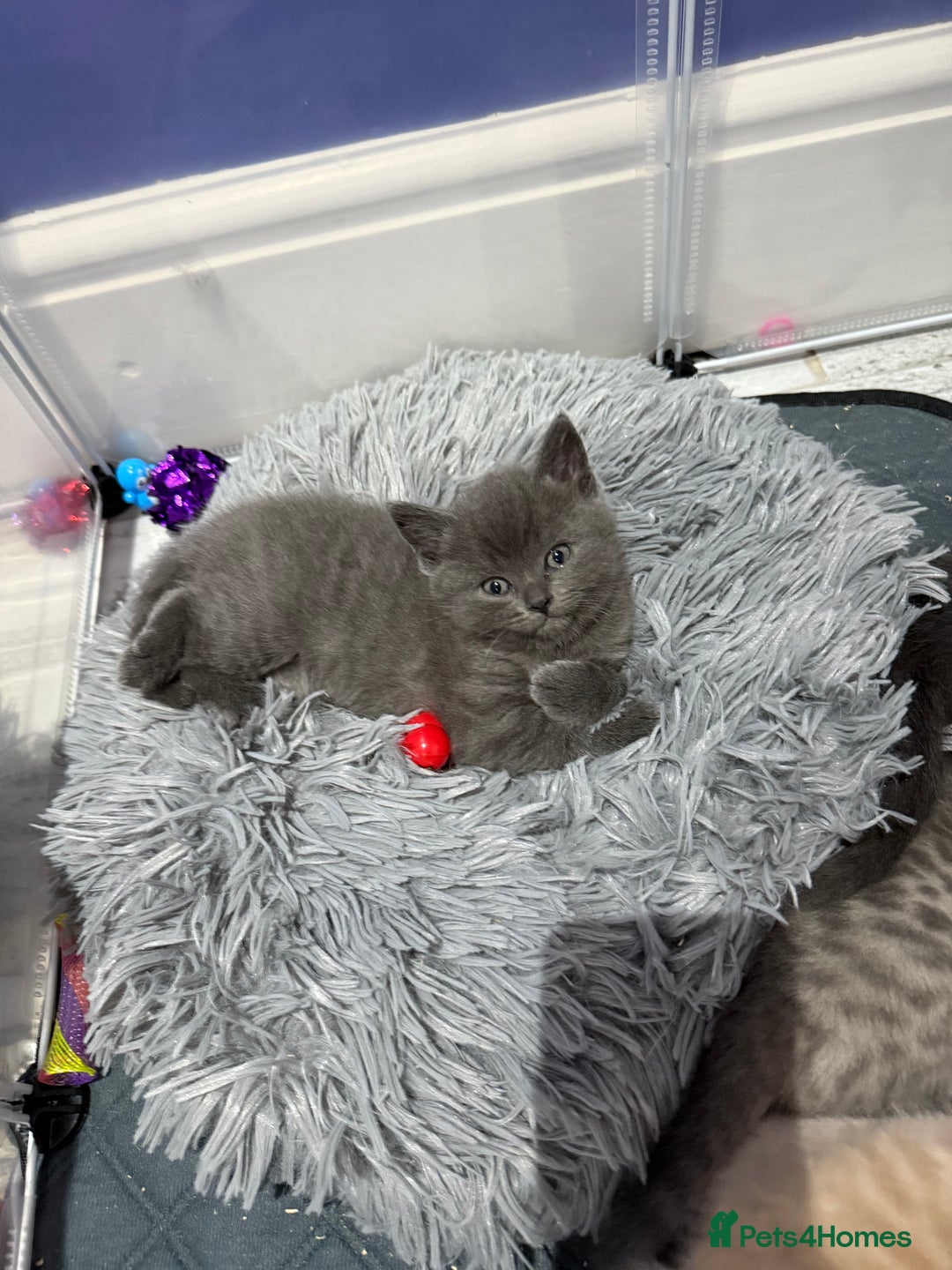 Ragdoll cats for sale: Ragdoll x main coon x British shorthair mix  - Image 27