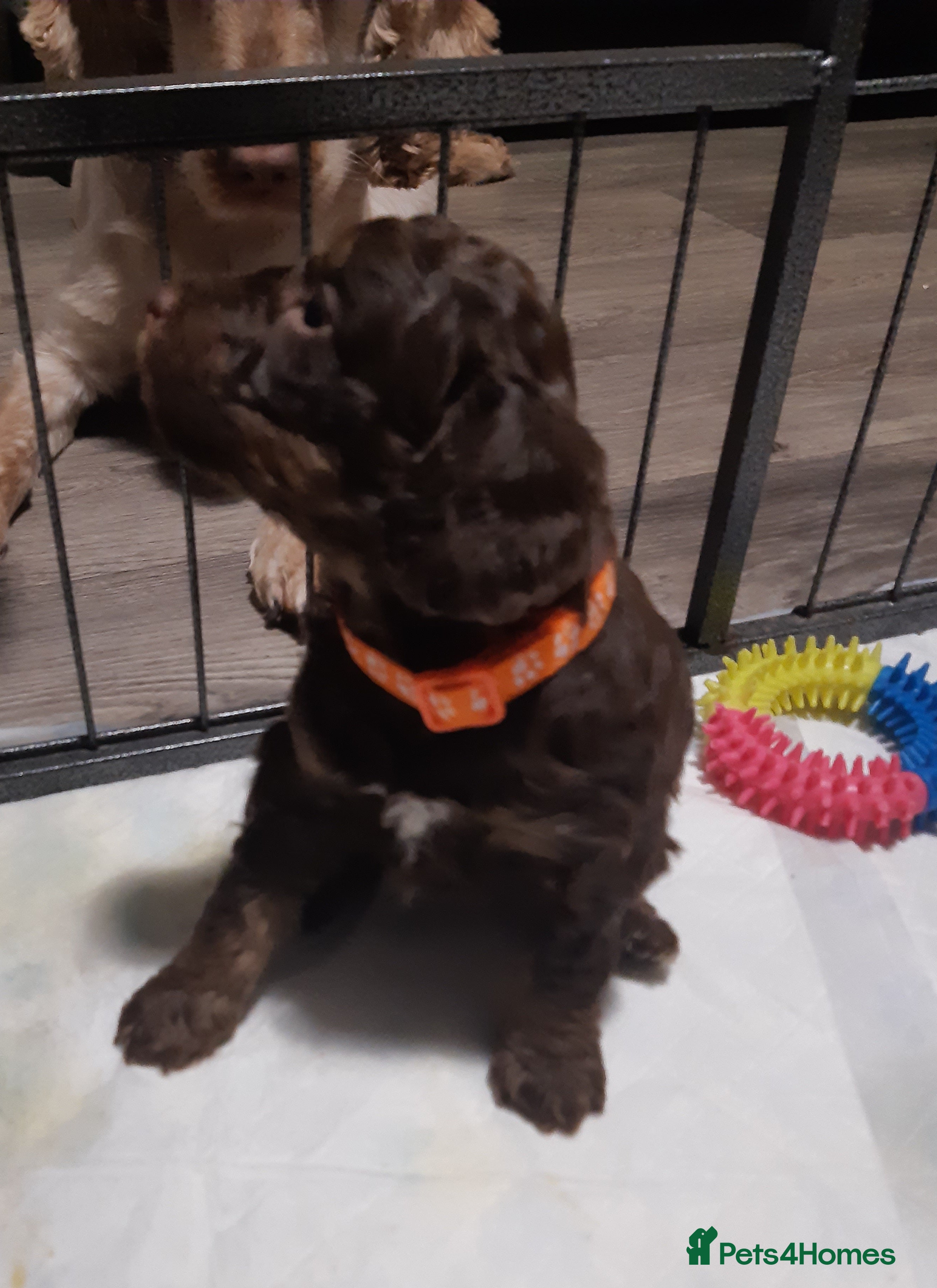 Cockapoo dogs LYNJONBORNS BEAUTIFUL COCKAP00 PUPPYS - Advert 2