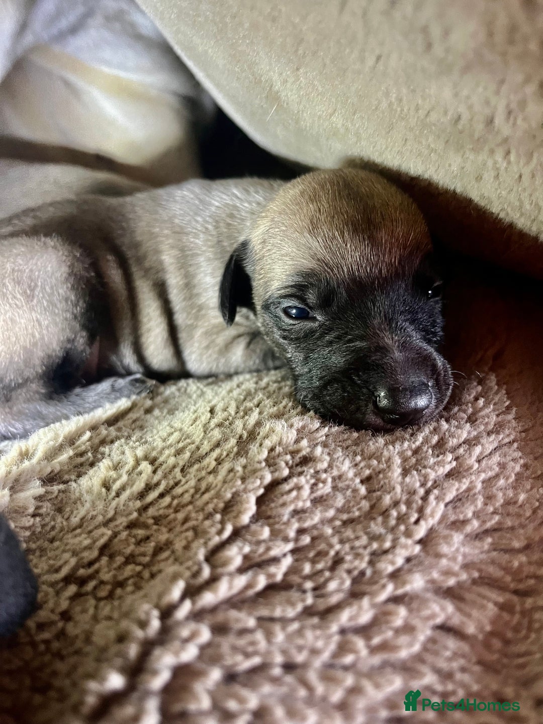 Whippet dogs for sale: Gorgeous KC Whippet Pups - Advert 9