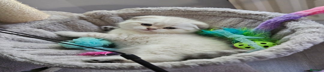 Scottish Fold white