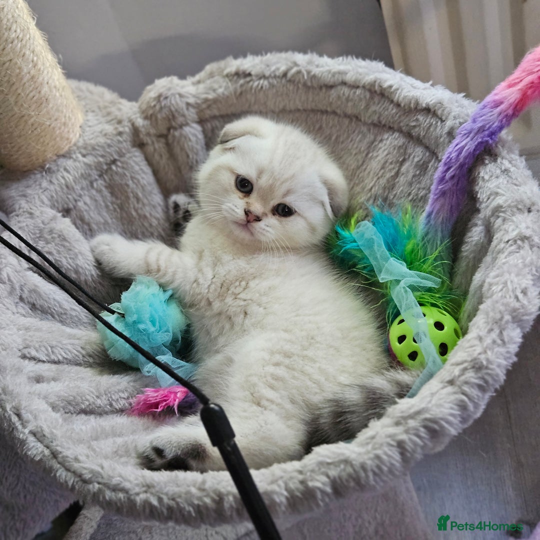 Scottish Fold cats for sale: Full TICA reg Scottish fold ready now london  - Image 10