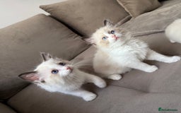 Ragdoll cats for sale: Beautiful Ragdolls READY NOW 💙 - Image 9