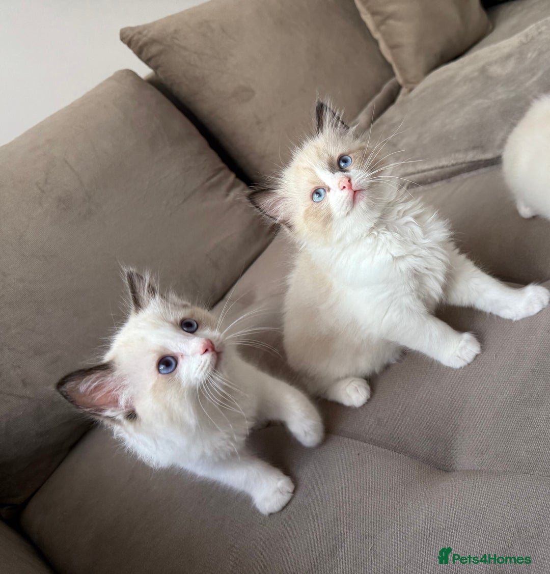 Ragdoll cats for sale: Beautiful Ragdolls READY NOW 💙 - Image 9