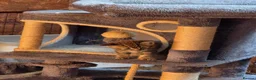 Mixed Breed cats for sale: Bengal Cross Kittens - Advert 18