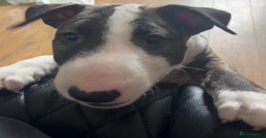 Bull Terrier dogs - Advert 14