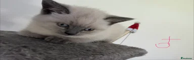 British Shorthair Kitten 2