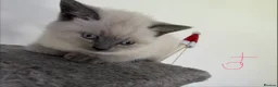 British Shorthair cats for sale: Stunning Pedigree Kittens | DNA Clear in Glasgow - Advert 2