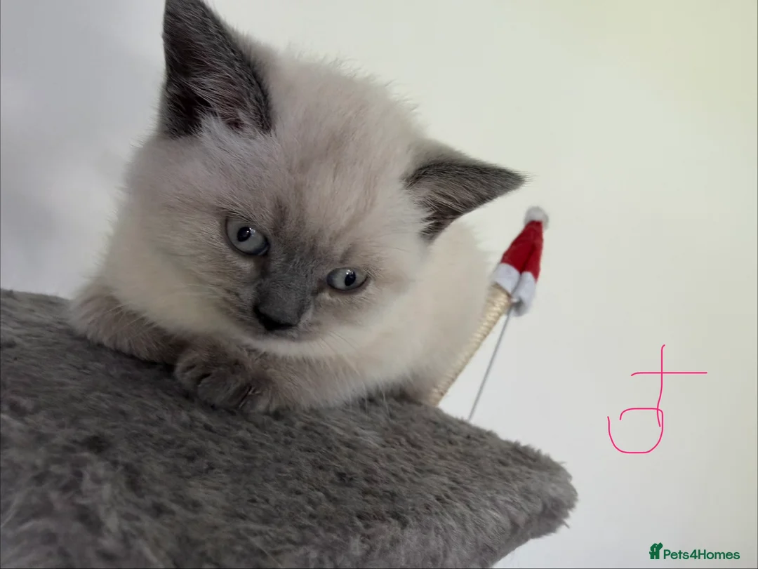 British Shorthair cats for sale: Stunning Pedigree Kittens | DNA Clear in Glasgow - Advert 2