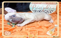 French Bulldog dogs for sale: Hello Pumpkin KC Frenchie Bulldogs A* Ready Soon! - Image 11