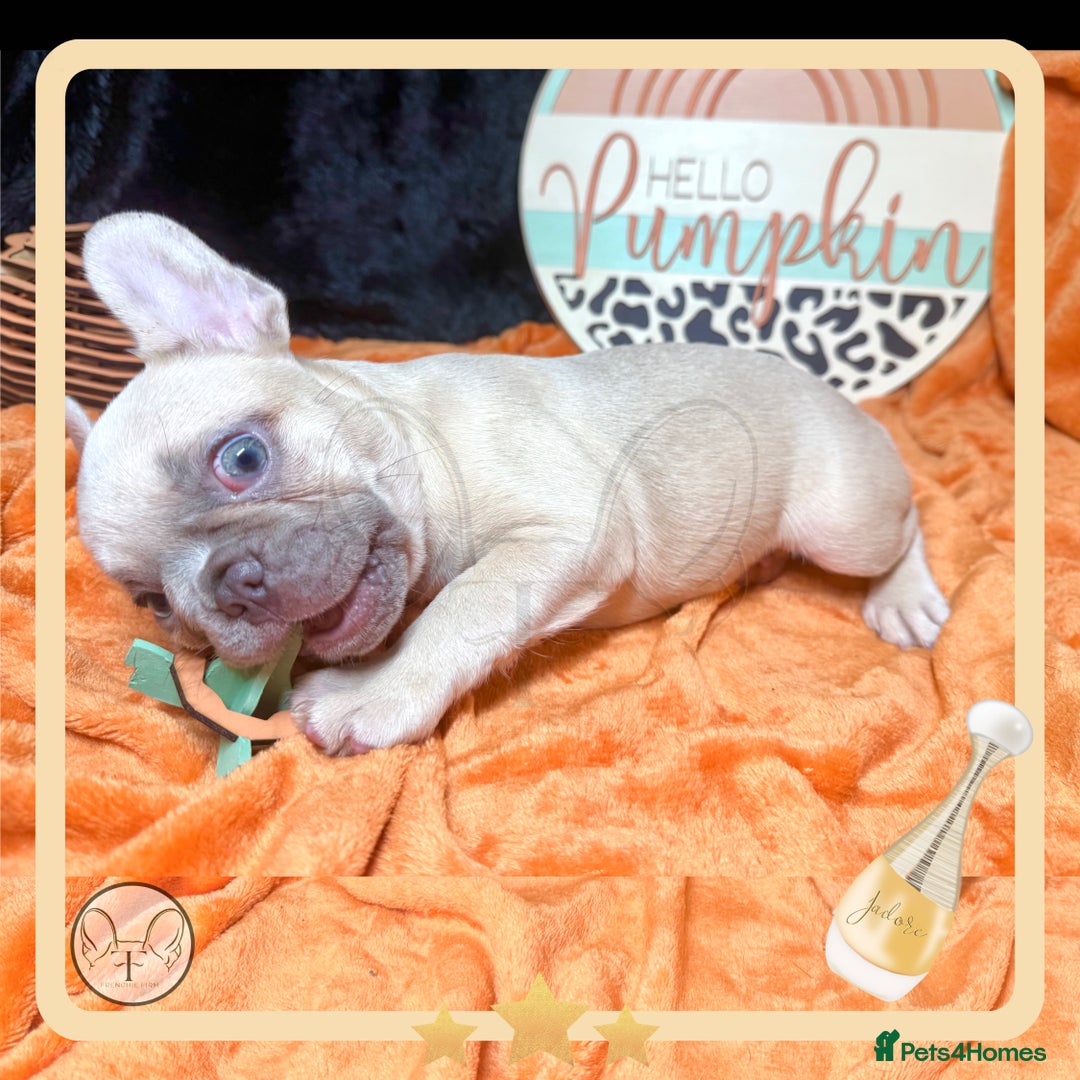 French Bulldog dogs for sale: Hello Pumpkin KC Frenchie Bulldogs A* Ready Soon! - Image 11
