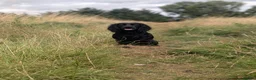 Cocker Spaniel dogs for sale: Cocker spaniel male black KC reg - Advert 11