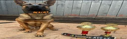 Belgian Shepherd Dog dogs for sale: BRN registered - proven breeding  - Advert 1