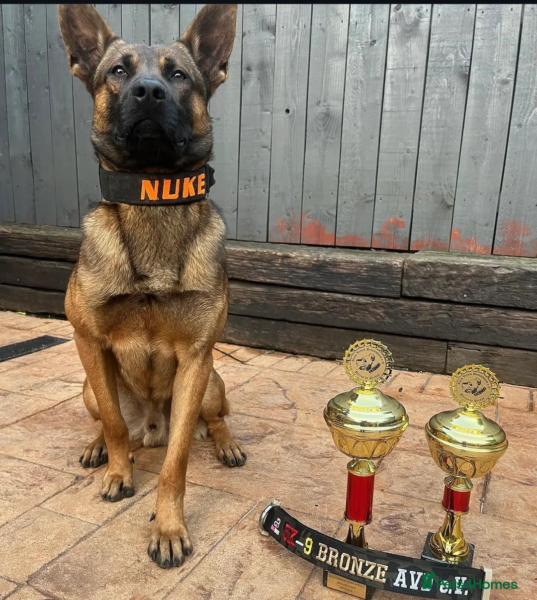 Belgian Shepherd Dog dogs for sale: BRN registered - proven breeding  - Advert 1