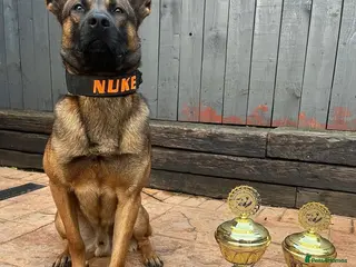 Belgian Shepherd Dog dogs BRN registered - proven breeding - Advert 1
