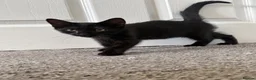 Russian Blue cats for sale: Russian blue x domestic kittens - Advert 4